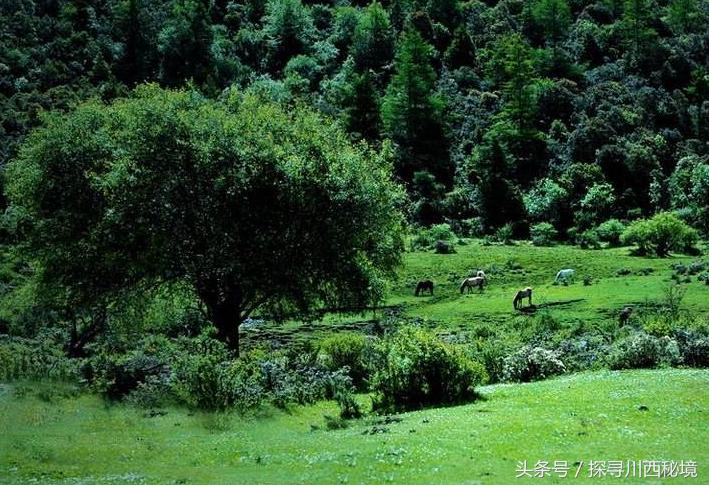鏈ㄩ噷鐜嬪浗鏃呮父鏀荤暐,涓婂笣娓歌杩囩殑鑺卞洯