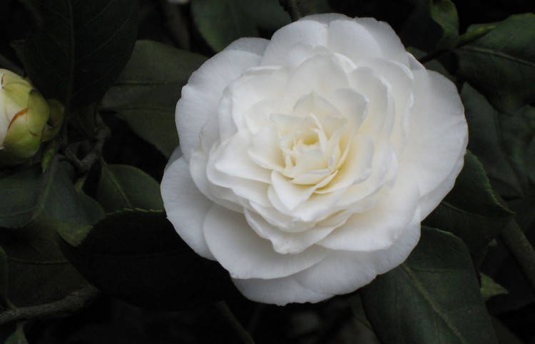 没有一款花元素珠宝你可能过了一个假春天