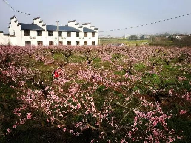 湖北孝昌今年美爆了！只因做了个“艰难的决定”