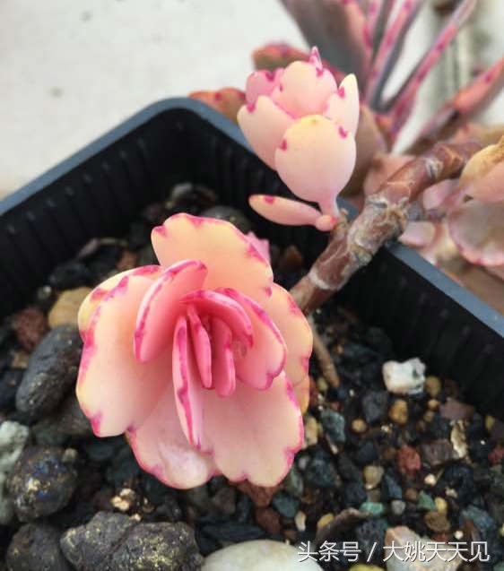 多肉百科之玉吊钟：一个从叶边发芽的多肉