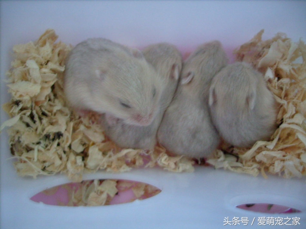 怎么判断自己养的仓鼠是什么品种,仓鼠类中哪只仓鼠最好养