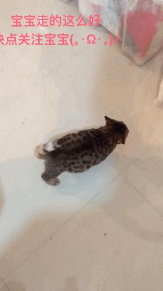 被铲屎官惊到的喵星人,喵星人在铲屎官吃饭的时候捣乱