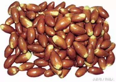 最甜枣树品种子弹头枣,什么枣树品种好吃又甜又大