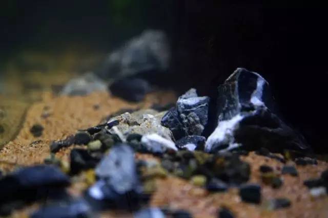 水族箱草缸开缸教程新手入门,雨林缸开缸多久植物才会稳定