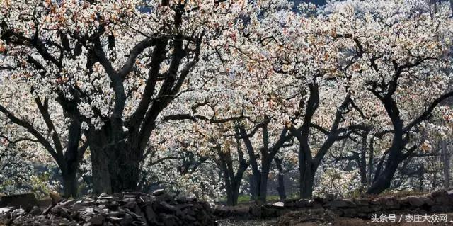 醉美滕州套餐,枣庄风景最美的景点