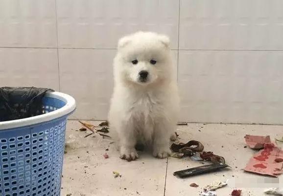 萨摩耶拆家只能笼养,萨摩耶不关起来在家里会拆家吗