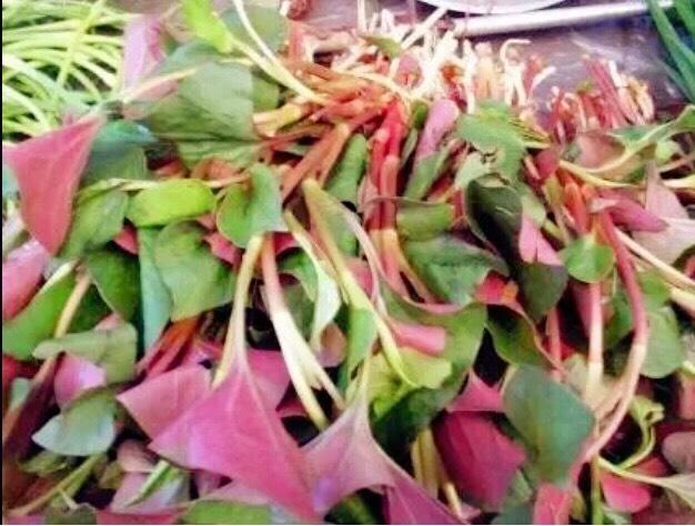 舌尖上的乡愁阅读,舌尖上的乡愁原文