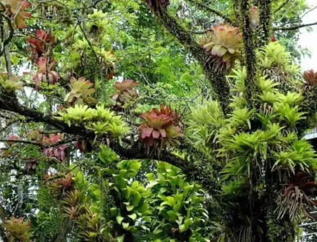 水族箱草缸开缸教程新手入门,雨林缸开缸多久植物才会稳定