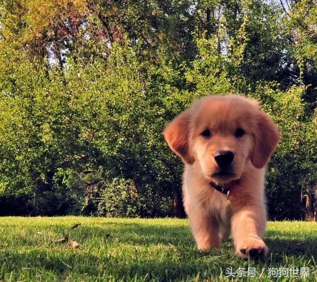 狗狗第一次来月经注意事项,狗狗打疫苗前后要注意什么