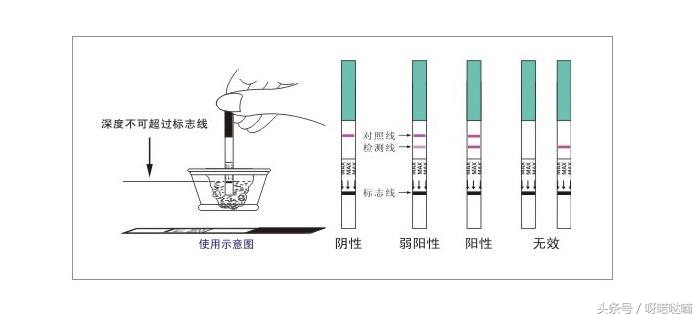 卵子排完以后怎么知道怀没怀孕,卵子排出了用试纸测还显示吗