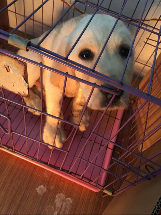 去狗市，1300元买下这只未满两月的古牧，我们的噩梦就开始了