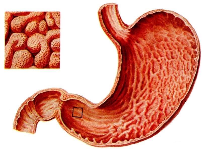 消化系统的知识口诀,关于消化系统的小知识