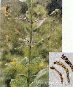 茎块中草药图谱大全,本草纲目中草药图谱