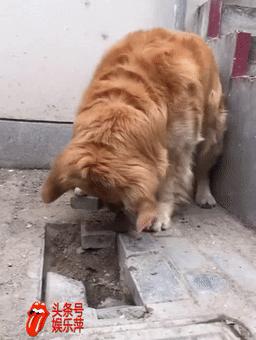 十几岁的金毛,金毛在家闻到老鼠了