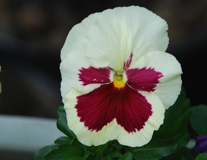 三色堇庭院图片,三色堇可食用盆栽