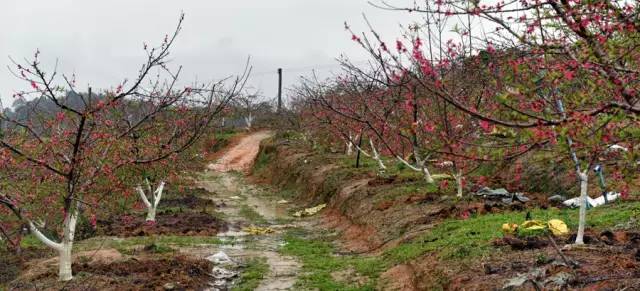说走就走的踏青,说走就走的看花之旅
