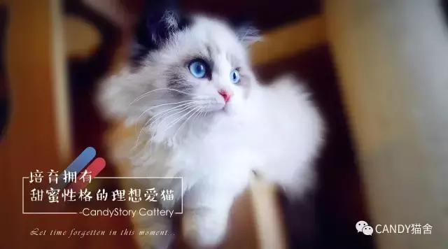 布偶幼猫毛打结了怎么办,布偶幼猫毛灰