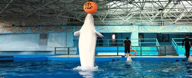 杭州极地海洋游玩图,杭州极地海洋世界旅游攻略