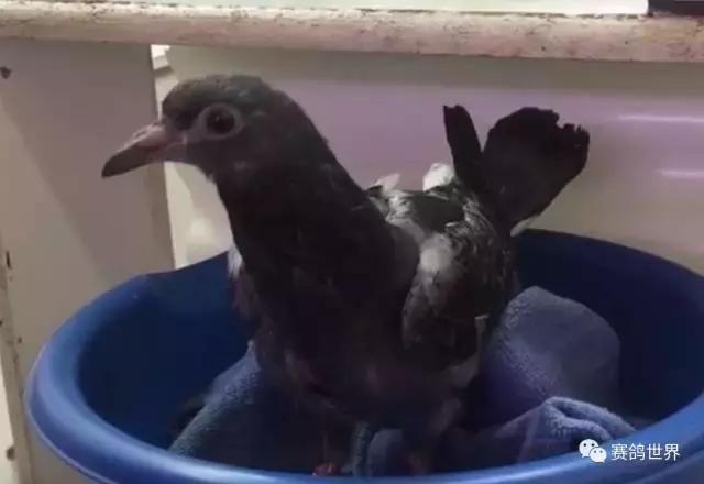 一只断颈鸽子受到爱和呵护~暖哭了