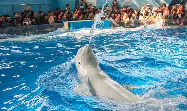 杭州极地海洋游玩图,杭州极地海洋世界旅游攻略