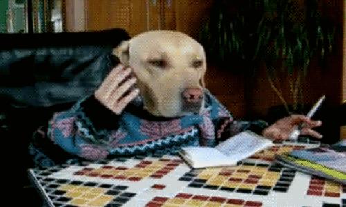 养宠物OR养孩子，你想好了吗？