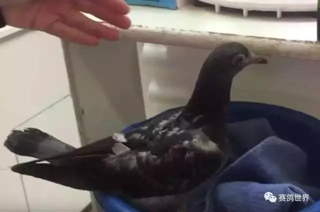 一只断颈鸽子受到爱和呵护~暖哭了