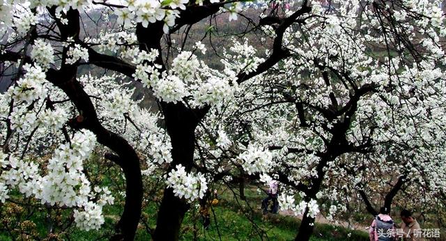 春天除了赏花还有什么景点,油菜花樱花去哪看