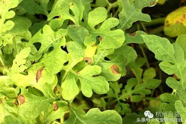 西瓜六必治瓜类六大病害一招搞定,西瓜病害六必治