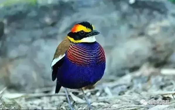 鸟类百科大全视频,鸟类大全包括孔雀吗