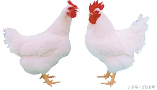 养鸡户治疗鸡病,养鸡时咋用中草药预防与治疗鸡病