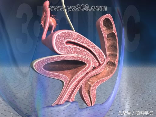 孕期1到40周胎儿发育全过程,胎儿发育40周全过程动态画