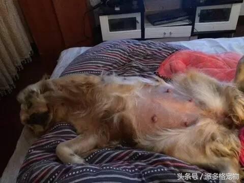 宠物肚皮上小秘密还挺多，当然手感也是一级棒！