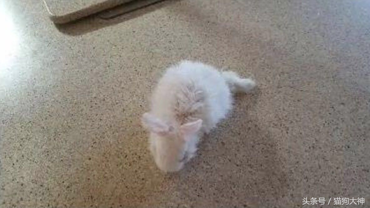 兔子宝宝被主人打哭而且还被打伤,兔宝宝被大兔子攻击