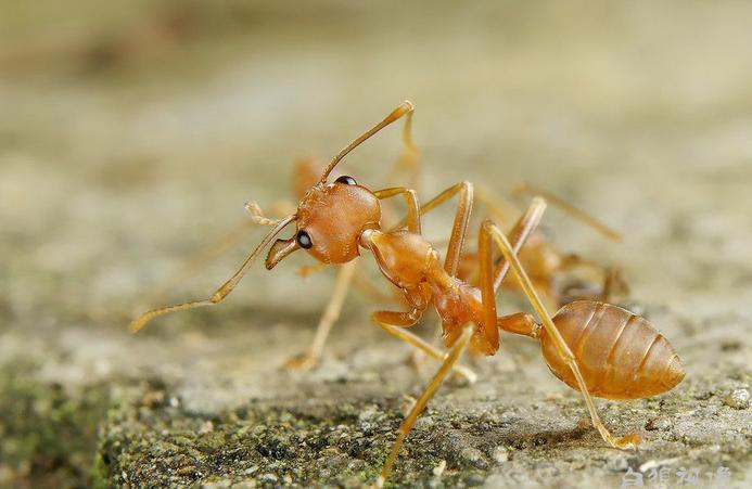 全异巨首蚁各种种类蚂蚁体型,世界上最可怕的昆虫子弹蚁