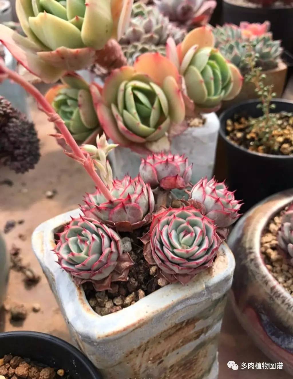 有多热爱多肉的感言,今天你爱国了吗黑板报资料