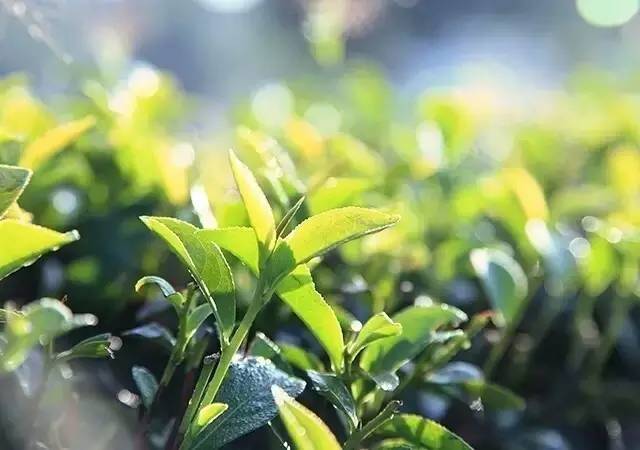 为什么说减肥等于整容,为什么说减肥是通过呼吸