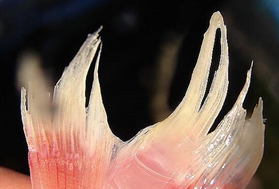 金鱼尾巴烂了是什么原因,金鱼的尾巴烂了怎么办