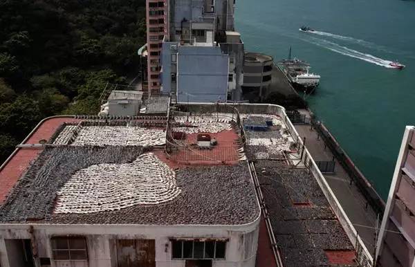 鱼翅营养成分表,安康鱼翅是不是像猪蹄一样的胶质