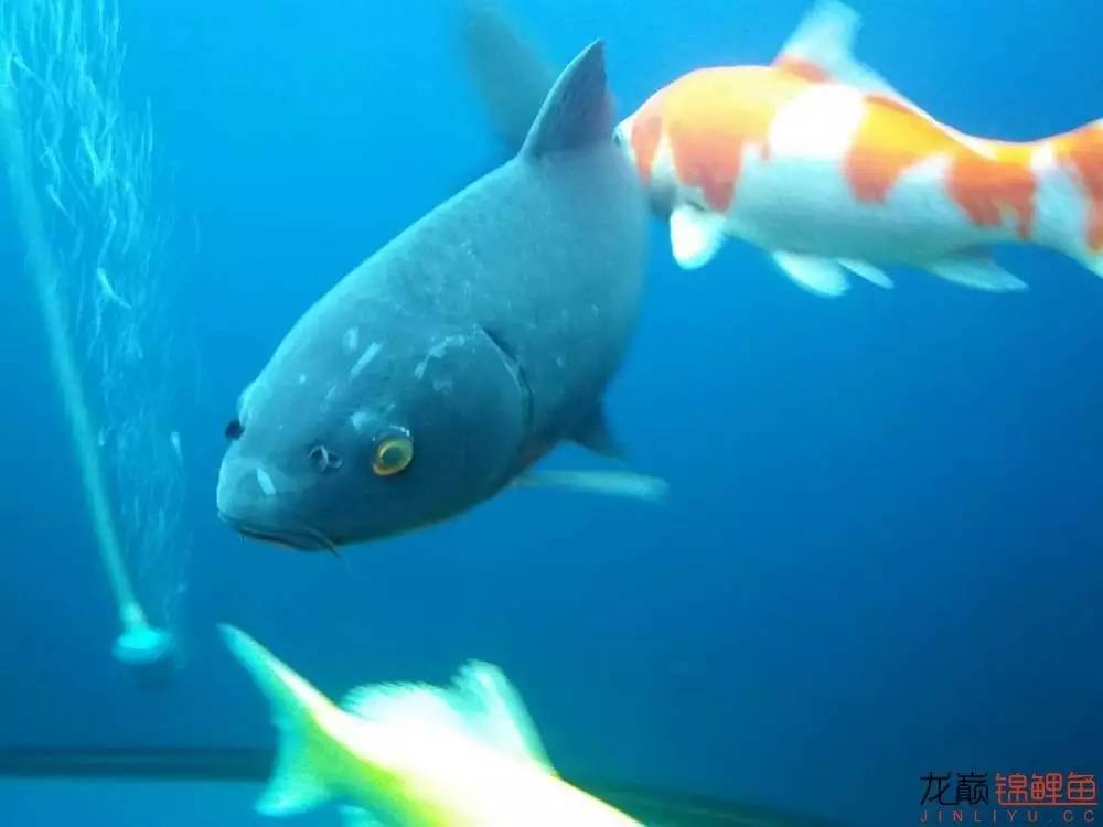 生姜加干辣椒治疗白点几天见效,治白点病用哪种干辣椒