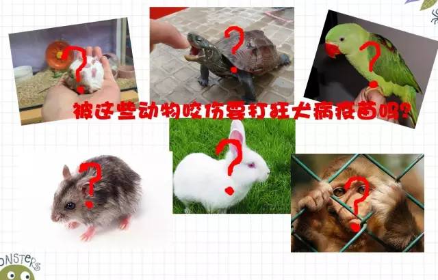 老鼠咬兔子需要打狂犬疫苗吗,被鼠兔咬伤要打狂犬疫苗吗