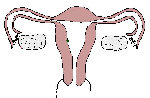 胎儿发育40周全过程b超影像,胎儿1-40周发育过程图高清