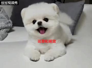 小博美狗狗生气,小博美总想吃