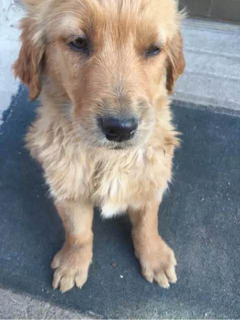 小孩该怎么对待金毛 (两个多月的金毛要怎么教育)