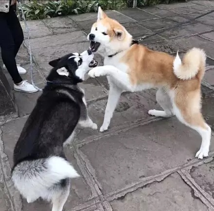 哈士奇表情包和柴犬表情包,秋田哈士奇表情包