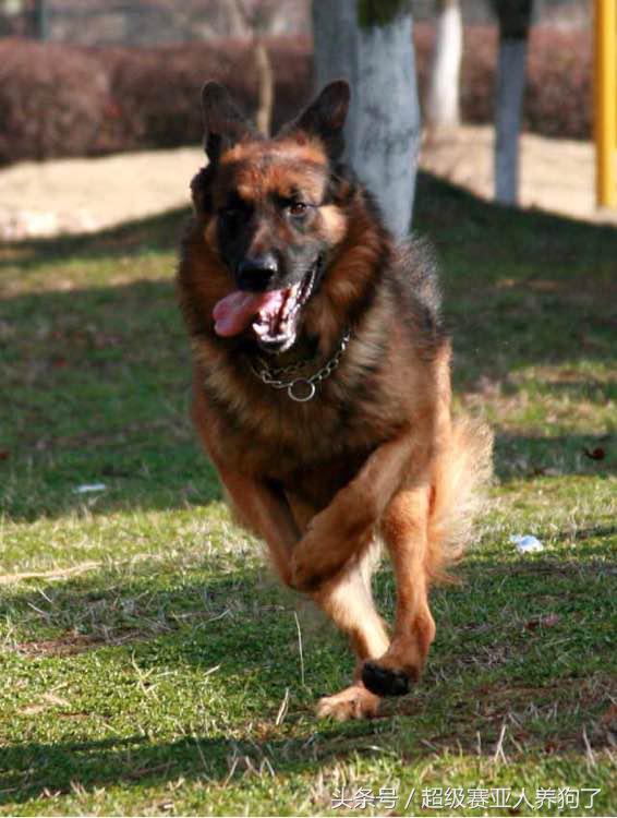 如何让一条温顺的德牧变得凶猛,如何把德牧训练的温顺又能护主