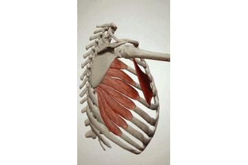 孩子圆肩驼背矫正最有效方法,胸背练多了驼背怎么改善