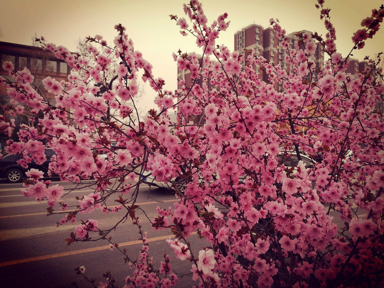 华为青春版荣耀8测评,我的地盘我做主718