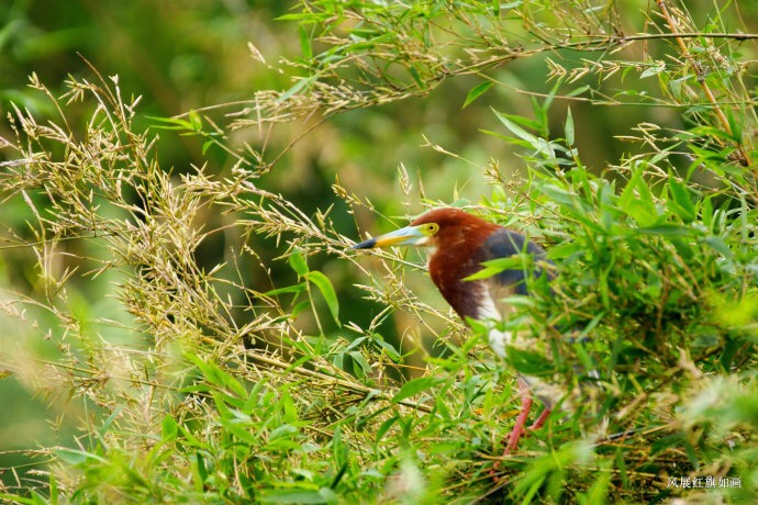 一番桃李花开尽的上一句,一番桃李花开尽全文