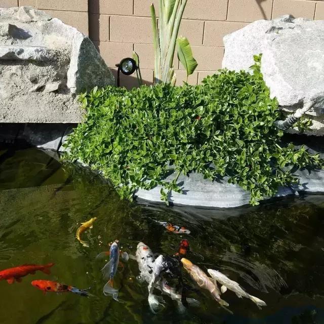 锦鲤水景三月天，赏心悦事别家院