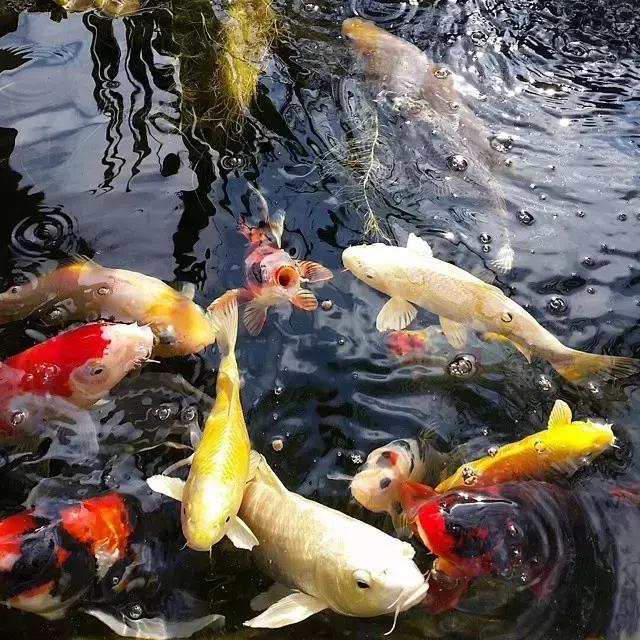 锦鲤水景三月天，赏心悦事别家院